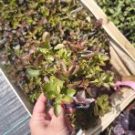 Rozchodník plazivý (Sedum spurium) ‘FULDAGLUT’ -  kont. P9